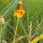 Ratibida columnifera Fiore