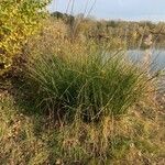 Scirpoides holoschoenus Hábitos
