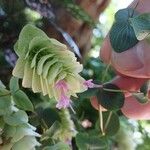 Origanum rotundifolium Flower