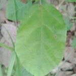 Sida rhombifolia Leaf