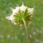 Trifolium depauperatum Kvet