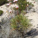 Armeria pungens 整株植物