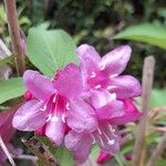 Weigela hortensis Kukka