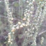 Artemisia alba Fula