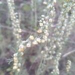 Artemisia alba 花