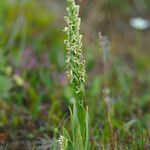 Platanthera hyperborea Floare