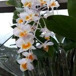 Dendrobium thyrsiflorum Flor