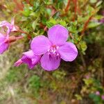 Centradenia inaequilateralis Flower