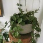 Peperomia rotundifolia Lapas