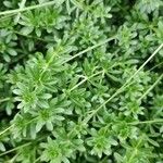 Galium mollugo Blatt