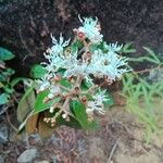 Miconia albicans Flors