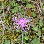 Centaurea stoebeFlower