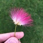 Albizia julibrissin Квітка