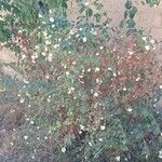 Symphoricarpos albus موطن