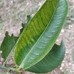 Garcinia mangostana Blad