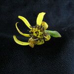 Ligularia fischeri Flower