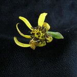 Ligularia fischeri Blüte