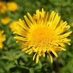 Inula salicina Fula