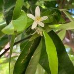 Citrus reticulata Blüte