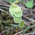 Clypeola jonthlaspi Fruit