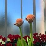 Scadoxus puniceus Lorea