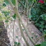 Ipomoea carnea Bark