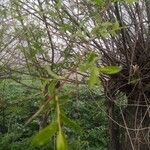 Salix alba List