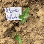 Chenopodium vulvariaBlad