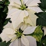 Euphorbia pulcherrima പുഷ്പം