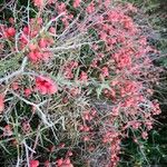 Ephedra distachya Fruit