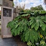 Tetrapanax papyrifer Jani