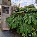 Tetrapanax papyrifer Frunză