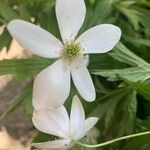 Anemone canadensis Virág