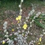 Verbascum undulatum Leaf