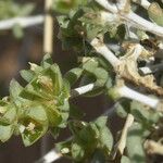 Nucularia perrinii Flower