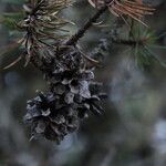 Pinus banksiana Fruto