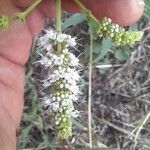 Mentha suaveolensFlor