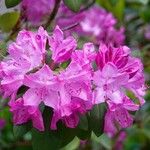 Rhododendron roseum