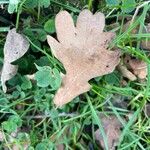 Quercus robur Blad