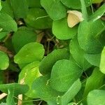 Vicia dumetorum Blad