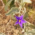 Solanum lycocarpum Flower