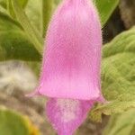 Digitalis thapsi 花