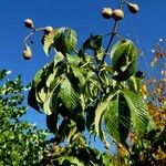 Aesculus pavia Fruit