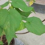 Sparrmannia africana ഇല