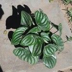 Peperomia argyreiaLeaf