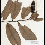 Heteropsis flexuosa Fruto