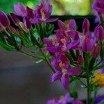 Centaurium erythraeaFlower