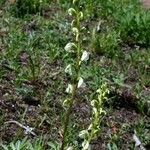 Pedicularis contorta Hábito