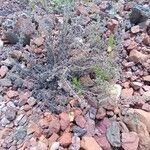 Artemisia frigida Blüte