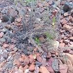 Artemisia frigida Blomst